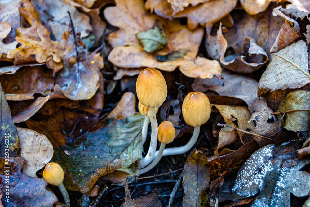 Fototapeta premium Photography to theme large beautiful poisonous mushroom in forest on leaves background