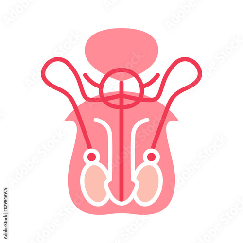 Male reproductive system set icon. Testicles, prostate gland, seminal vesicles, vas deferens, urethra, anatomy, medical illustration, health.