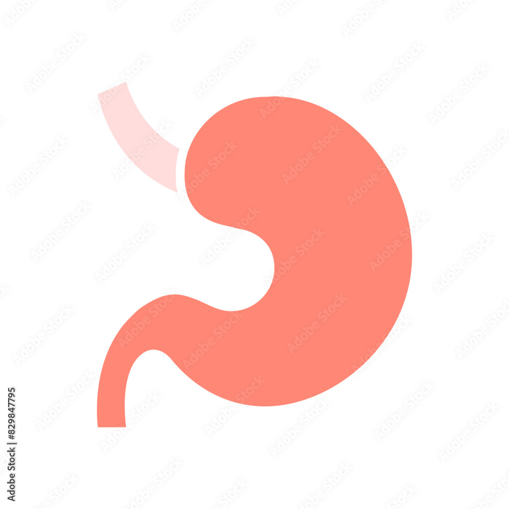 Stomach set icon. Digestive system, organ, gastric, anatomy, digestion, medical, human body, health, stomach function. Stomach set icon. Digestive system, organ, gastric, anatomy, digestion, medical, human body, health, stomach function.