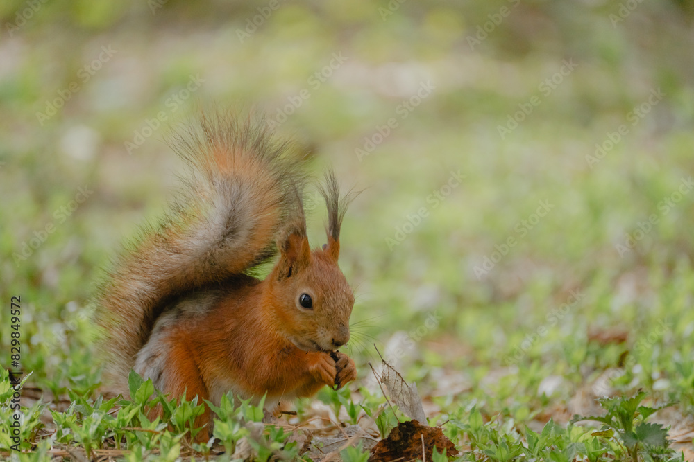 red squirrel in the middle of the spring forest red squirrel in the middle of the spring forest