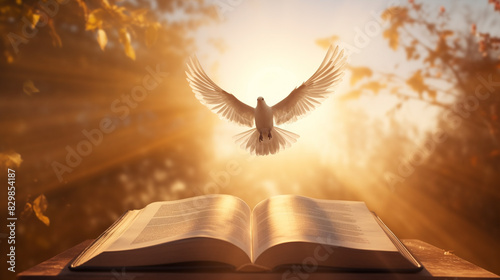 Through learning and faith, the holy book of the Bible illuminates the teachings of Jesus Christ and the presence of the Holy Spirit, guiding believers towards the light of God. bible, holy, spirit.