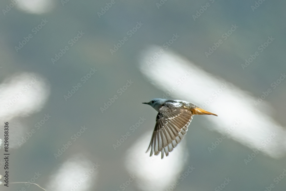 Common rock thrush (Monticola saxatilis), also known as rufous-tailed rock thrush or simply rock thrush in flight, Alps Mountains, Italy.