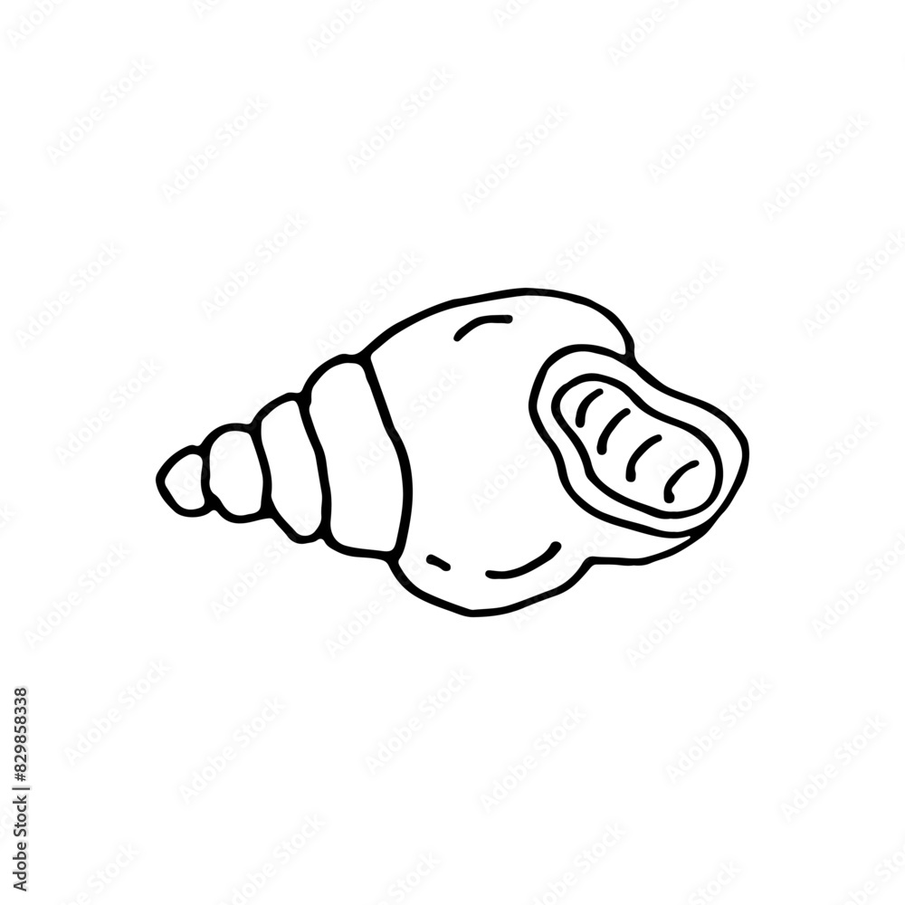 Shell. External skeleton of a mollusk. Doodle. Hand drawn. Vector illustration. Outline. Shell. External skeleton of a mollusk. Doodle. Hand drawn. Vector illustration. Outline.