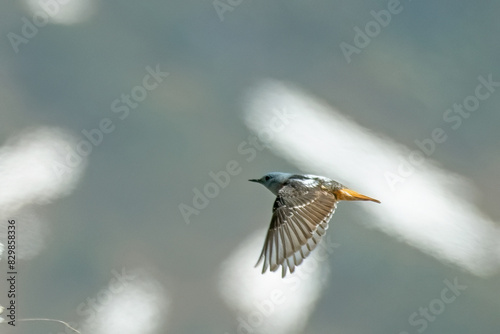 Obraz na płótnie Common rock thrush (Monticola saxatilis), also known as rufous-tailed rock thrush or simply rock thrush in flight, Alps Mountains, Italy. w salonie