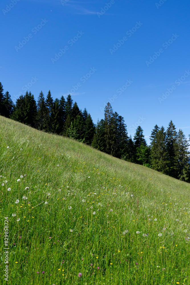 Fototapeta premium meadow with colourful flowers in the mountains with a forest in background and blue sky
