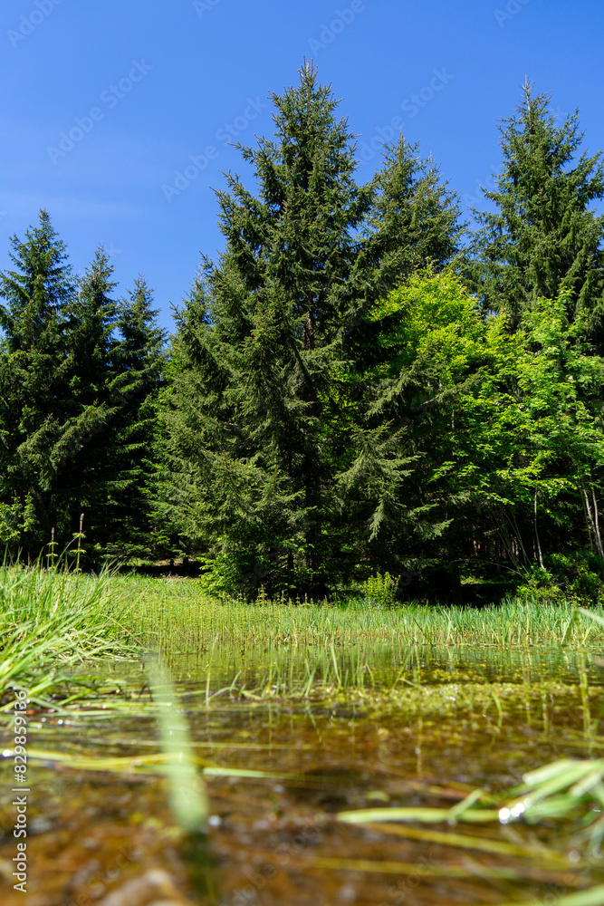 fir tree in the mountains with a puddle in front of it fir tree in the mountains with a puddle in front of it