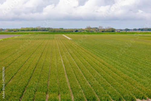 Spring landscape, Typical Dutch polder land with blue sky, Agriculture with flowering plant in the field, Wilted Daffodil (Narcissus) flowers after harvested, Texel Island, Noord Holland, Netherlands. © Sarawut