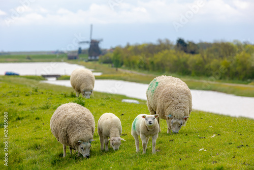 Typical spring landscape of Texel island, Flock of sheep with newborn lambs nibbling grass on the field with blurred windmill, Open farm with green meadow on the dike wall, Noord Holland, Netherlands.