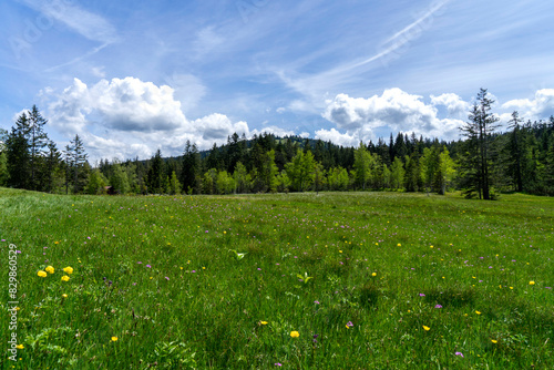 meadow with colourful flowers in the mountains with a forest in background and blue sky photo