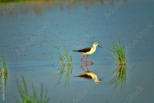 Photos Salty marches with black-winged stilt. Northern Black Sea region