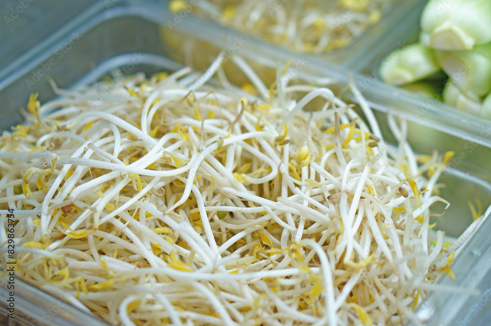 숙주 나물을 확대한 모습