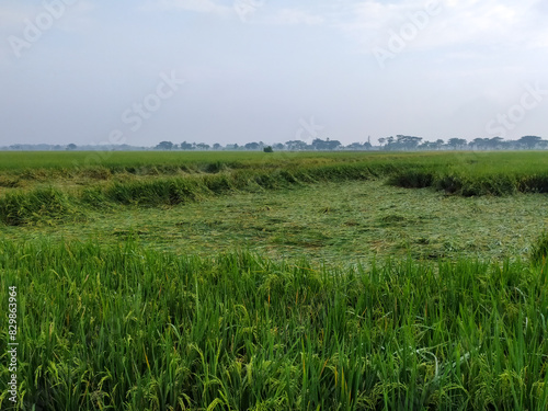 View of rice plants that have collapsed due to bad weather,location in Sukoharjo,Indonesia. photo