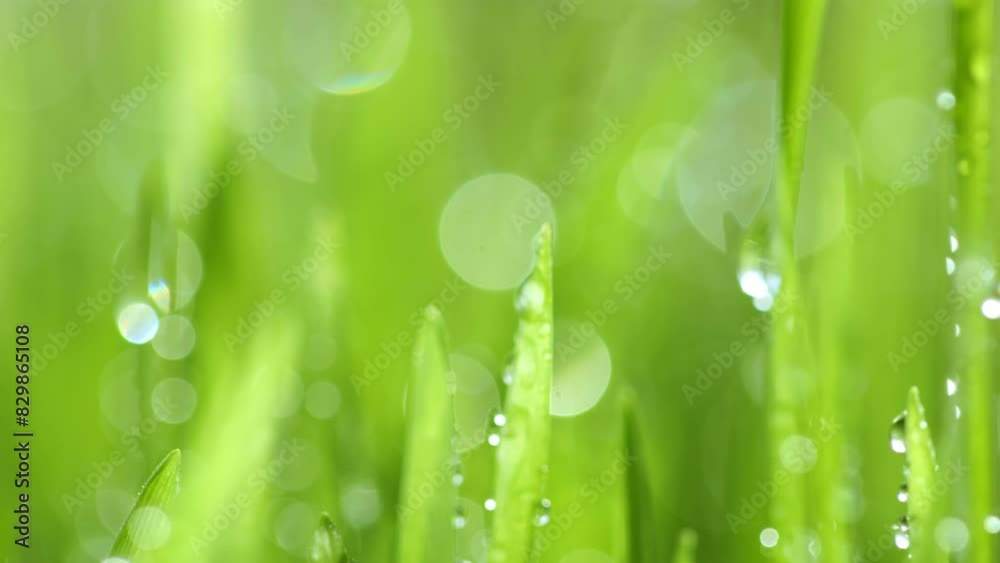 A detailed view of lush green grass covered with droplets of water A detailed view of lush green grass covered with droplets of water