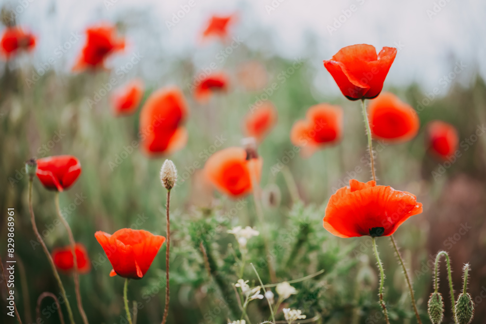 Fototapeta premium Blooming red poppies close-up in spring in the month of May during sunset.