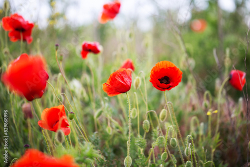 Blooming red poppies close-up in spring in the month of May during sunset.