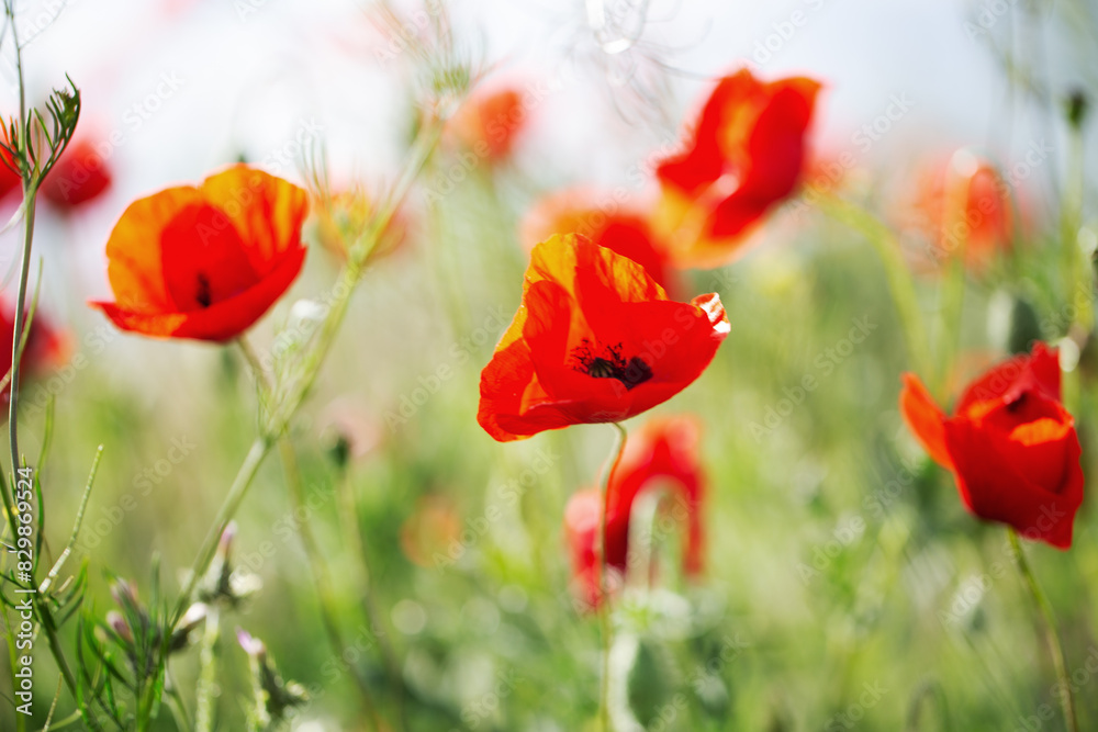 Fototapeta premium Blooming red poppies close-up in spring in the month of May during sunset.