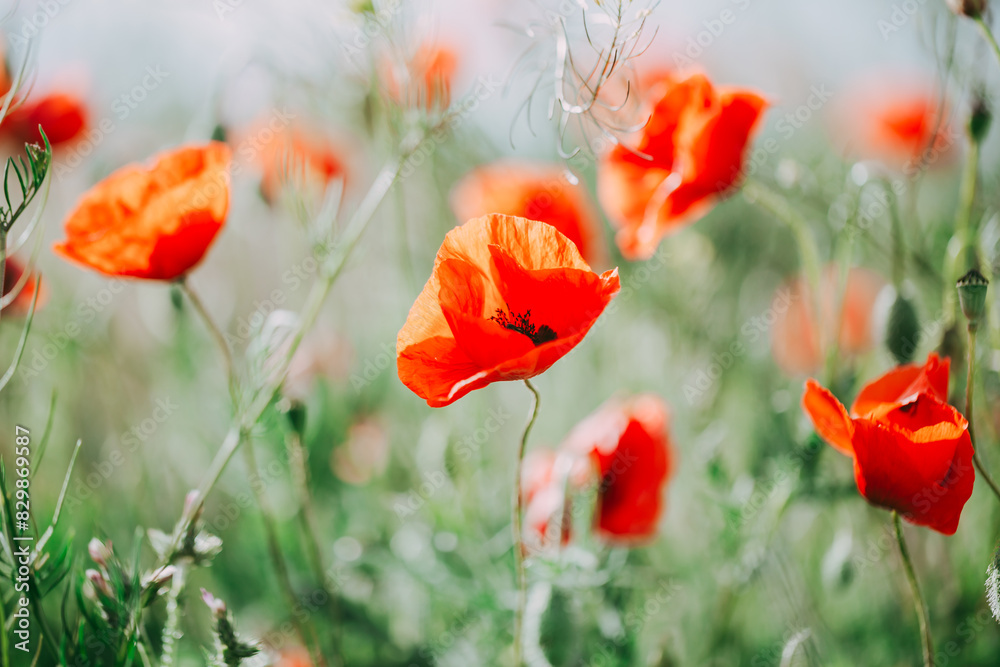 Blooming red poppies close-up in spring in the month of May during sunset. Blooming red poppies close-up in spring in the month of May during sunset.