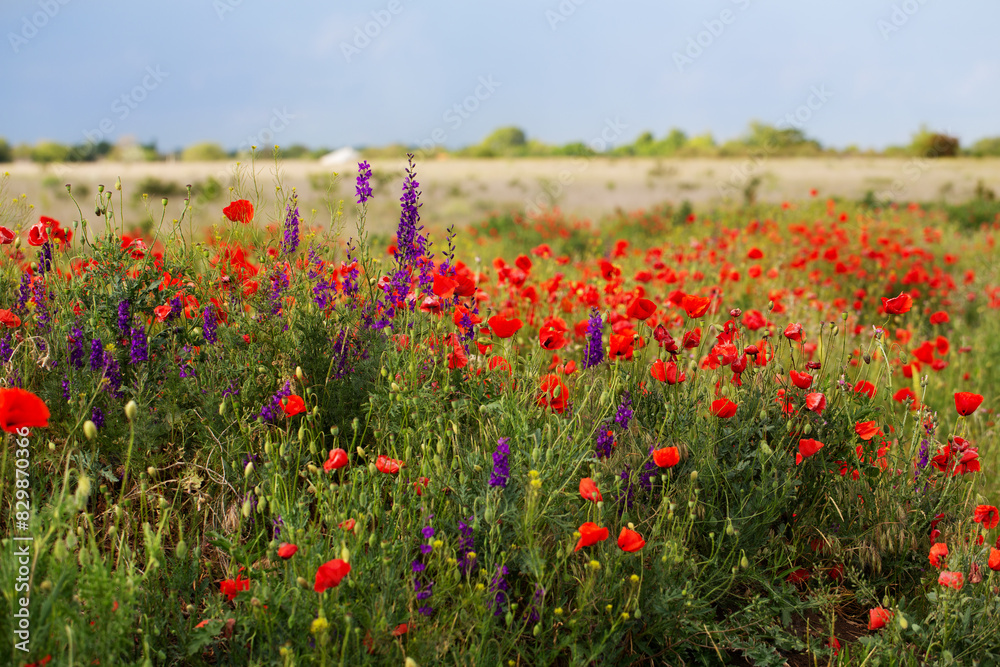 Obraz premium Poppy field and delphiniums at sunset. Spring, May.