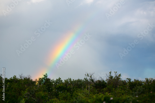 Rainbow on a background of blue sky and green trees