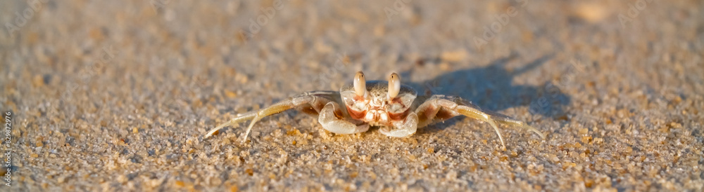 A crab on the beach is running on the white sand. Exotic animals in the resorts of tropical islands. The concept of a beach holiday in the tropics. A crab on the beach is running on the white sand. Exotic animals in the resorts of tropical islands. The concept of a beach holiday in the tropics.