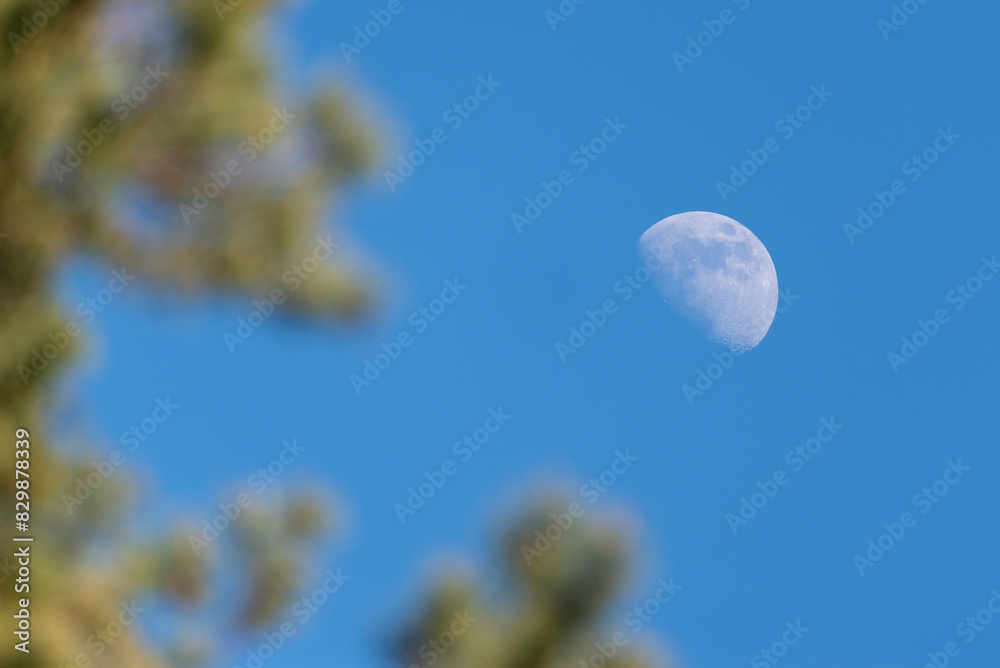moon in the sky with brances moon in the sky with brances