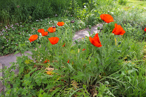 summer landscape. red poppies among green grass in a city park