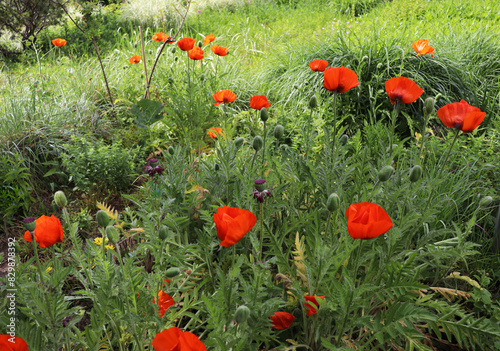 summer landscape. red poppies among green grass in a city park