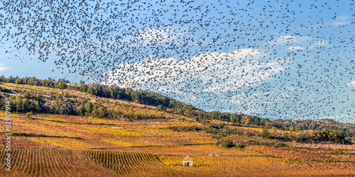 vol d'étourneaux bourgogne