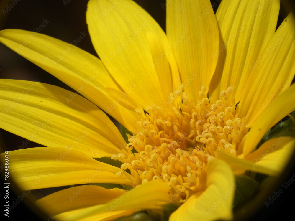 Fototapeta premium Girasole