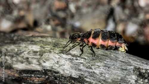 common glow worm, Lampyris noctiluca, firefly insect, glowing insect, luciferin, bioluminescence, green light, cold light, natural light