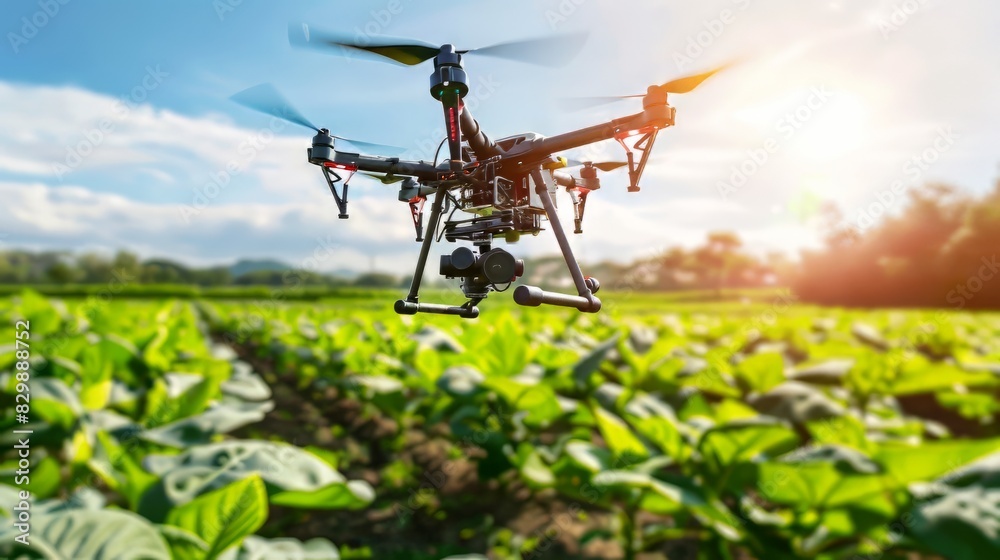 drone is flying over a field of green plants. drone is flying over a field of green plants.