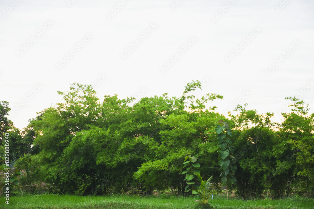 Obraz premium Bright green leaves at sunset