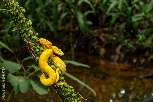 Eyelash viper (Bothriechis schlegelii) in the rainforest of Costa Rica - stock photo