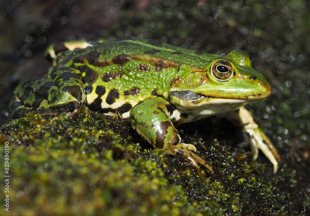 Grüner Frosch im feuchten Moos Grüner Frosch im feuchten Moos
