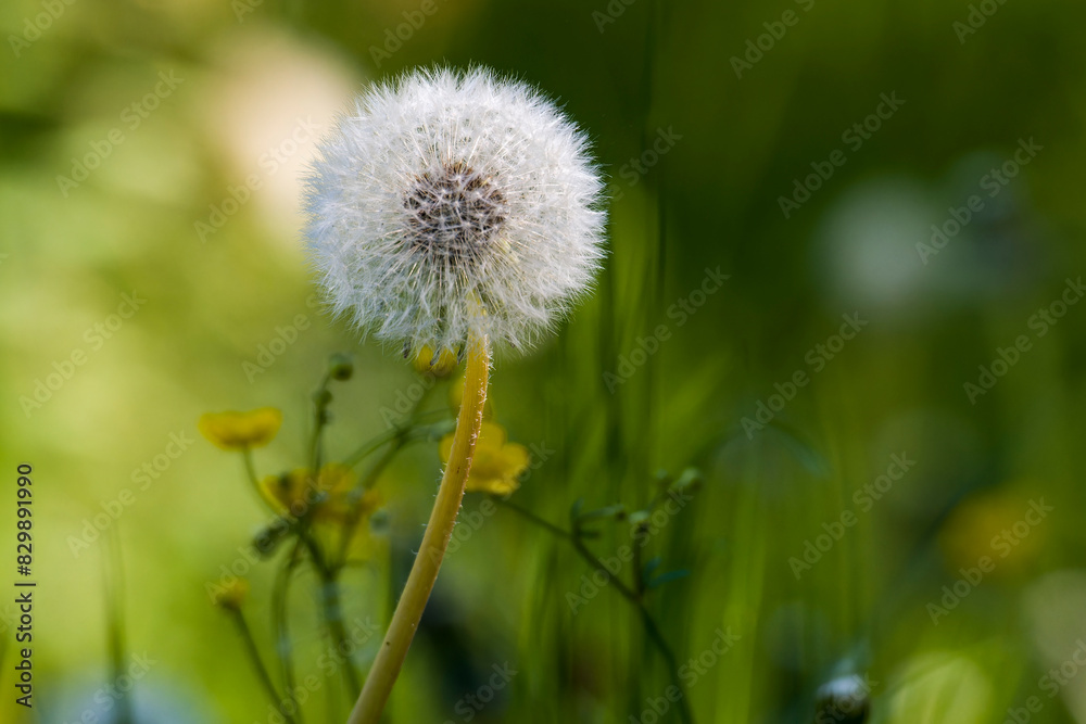 Gewöhnlicher Löwenzahn (Taraxacum sect. Ruderalia)