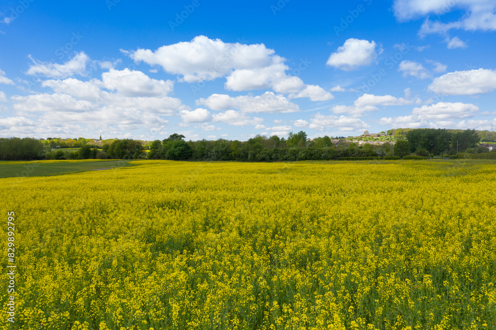 Photo of a beautiful farmers field with yellow Rapeseed plants used to make Canola oil or Rapeseed oil on a beautiful summers day with clouds in sky in the village of Kippax in Leeds West Yorkshire UK