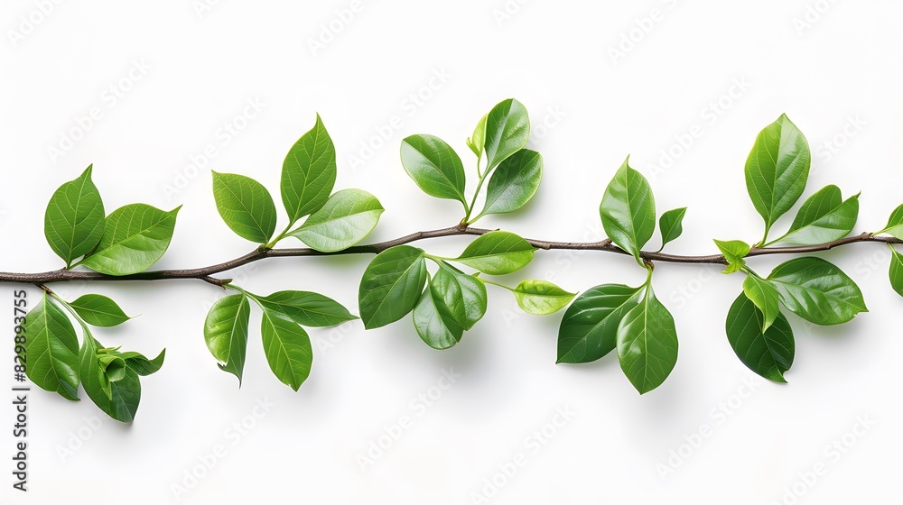 A branch of MAHogany tree with green leaves on white background, flat lay. A branch of MAHogany tree with green leaves on white background, flat lay.