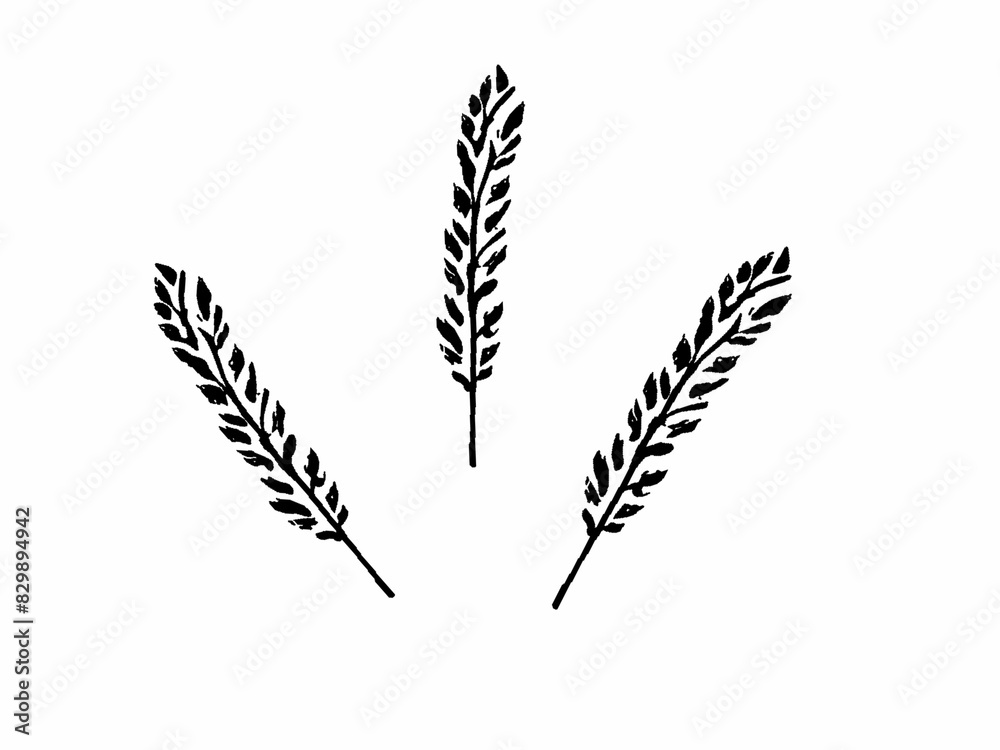 wheat ears isolated on white wheat ears isolated on white