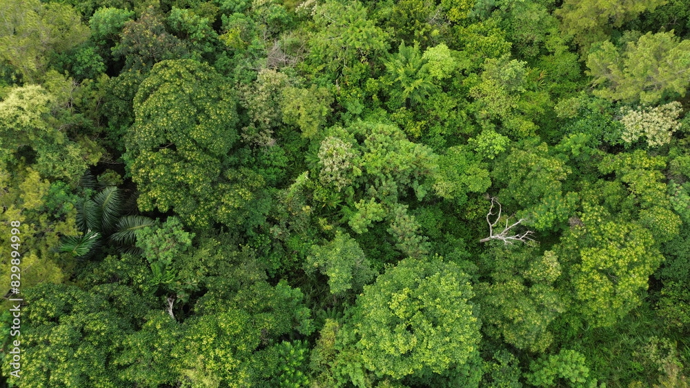 Aerial view, views of trees and forests