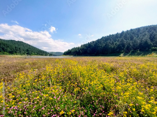A beautiful view of wild flowers  meadow  lake  mountains and blue sky.