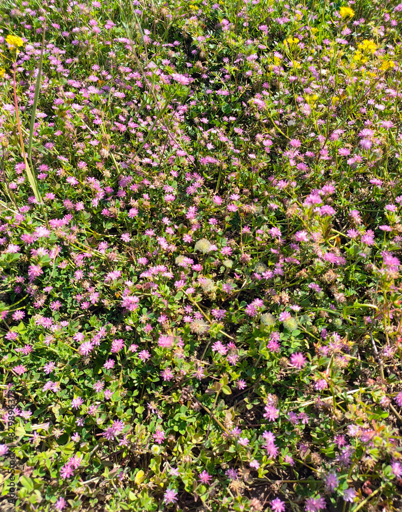Close up view of pink flowers in the garden. Close up view of pink flowers in the garden.