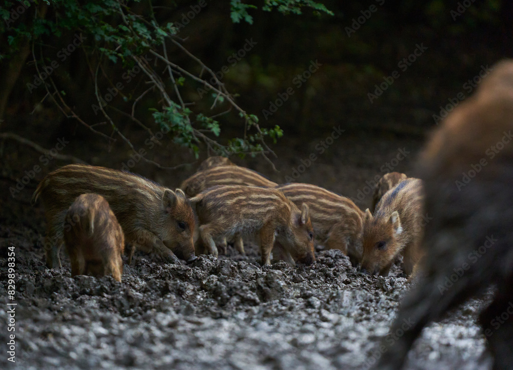 Herd of wild hogs rooting in the forest Herd of wild hogs rooting in the forest