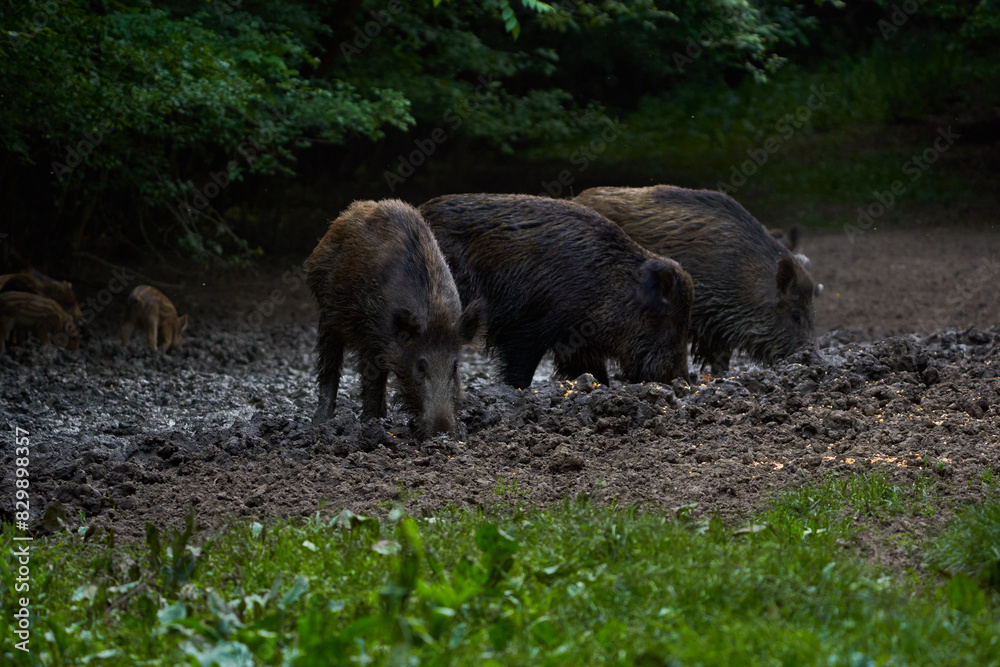 Herd of wild hogs rooting in the forest