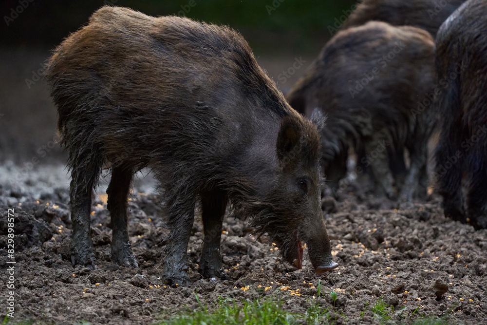 Herd of wild hogs rooting in the forest Herd of wild hogs rooting in the forest