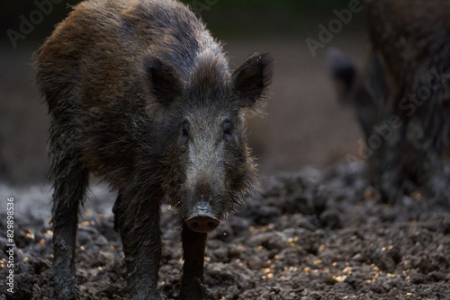 Herd of wild hogs rooting in the forest