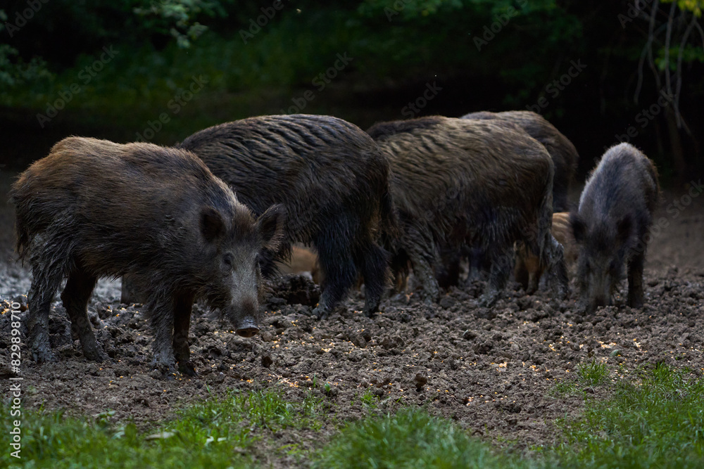 Herd of wild hogs rooting in the forest Herd of wild hogs rooting in the forest