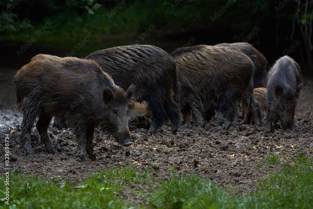 Herd of wild hogs rooting in the forest Herd of wild hogs rooting in the forest