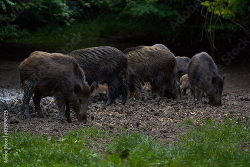 Herd of wild hogs rooting in the forest © Xalanx