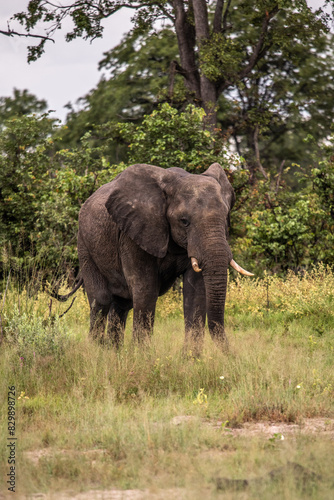 Bull elephant, loxodonta africana, in the grasslands of Amboseli National Park, Kenya. Front view