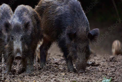 Herd of wild hogs rooting in the forest